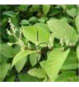植物提取物公司 植物提取物企業(yè) 植物提取物供應(yīng)商 第4頁(yè)